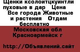 Щенки ксолоитцкуинтли пуховые в дар › Цена ­ 1 - Все города Животные и растения » Отдам бесплатно   . Московская обл.,Красноармейск г.